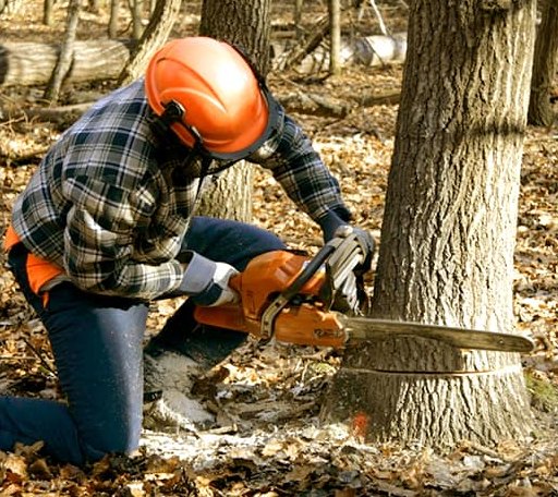 Tree Removal in Westfield, NC